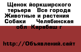 Щенок йоркширского терьера - Все города Животные и растения » Собаки   . Челябинская обл.,Карабаш г.